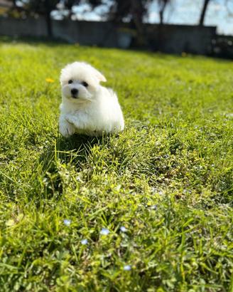 Cuccioli maltese maschio e femmina