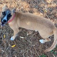 TINA una microbina tutta allegria