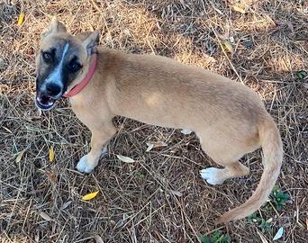 TINA una microbina tutta allegria