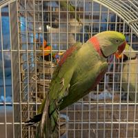 Grande alessandrino allevato a mano