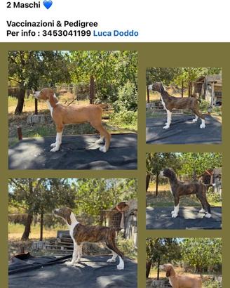 Cucciolo segugio maremmano
