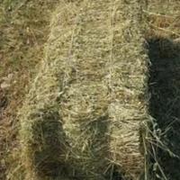 Fieno biologico