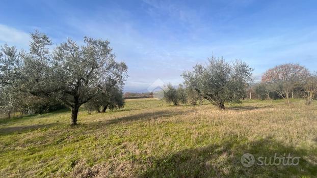 TER. AGRICOLO A TREVIGNANO ROMANO