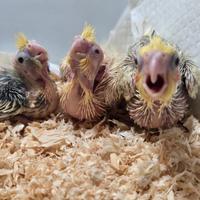 Calopsite allevate a mano