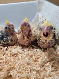 Calopsite allevate a mano