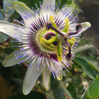 Pianta Passiflora Caerulea