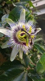 Pianta Passiflora Caerulea