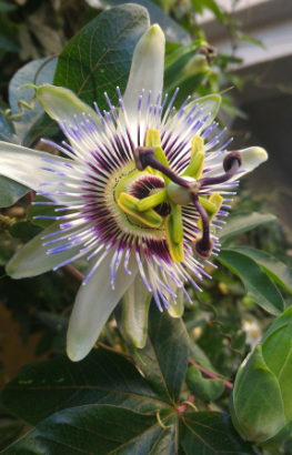 Pianta Passiflora Caerulea