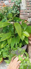 piante di avocado