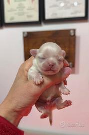 Cuccioli di chihuahua