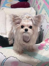 Accoppiamento Yorkshire Terrier maschio