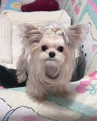 Accoppiamento Yorkshire Terrier maschio