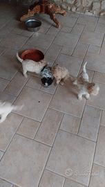 Cuccioli di lagotto romagnolo
