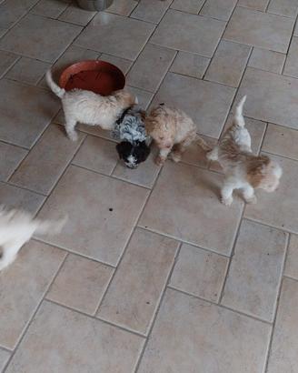 Cuccioli di lagotto romagnolo