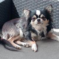 Chihuahua maschio per accoppiamento