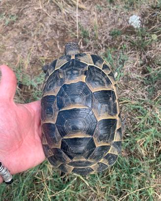Tartaruga