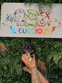 Chihuahua maschi e femmine