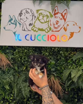 Chihuahua maschi e femmine