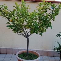limone con vaso alt 1,90  con innesto 4 stag.€75
