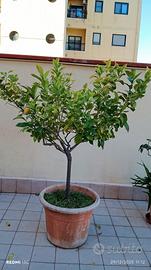 limone con vaso alt 1,90  con innesto 4 stag.€75