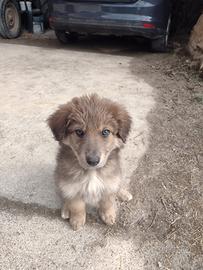 Cucciola di cane lupo cecoslovacco e maremmano