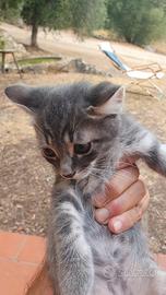 Cuccioli di gatto