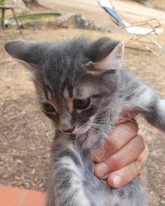 Cuccioli di gatto