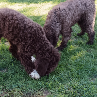 Lagotto romagnolo