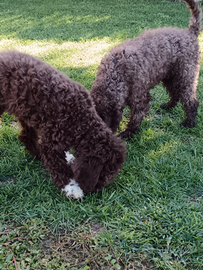 Lagotto romagnolo