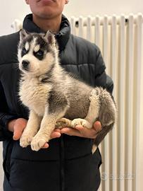 Meravigliosi Husky con Pedigree
