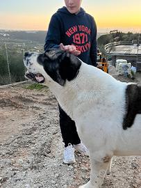 Cucciola Pastore Asia Centrale