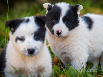 Cucciolo pastore australiano/border collie