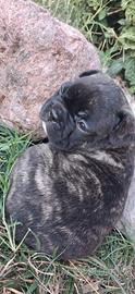 bulldog francese