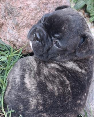 bulldog francese