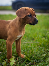 Cucciola femmina color caramello