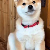 Shiba inu pedigree Enci