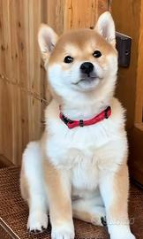 Shiba inu pedigree Enci
