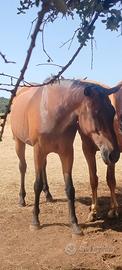 Cavallo