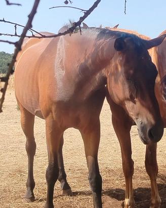 Cavallo