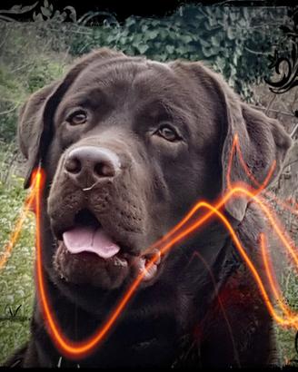 Fior d'Acqua Labrador è sinonimo di qualità