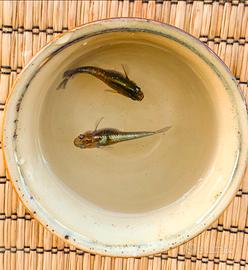 Medaka - Emeking coppie