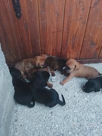 Cuccioli in adozione