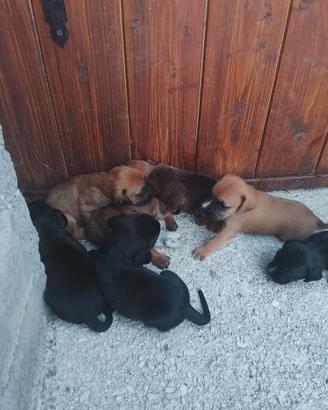 Cuccioli in adozione