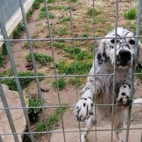 Setter inglese femmina