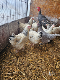 Galline ovaiole varie razze