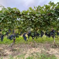 TER. AGRICOLO A CALAMANDRANA