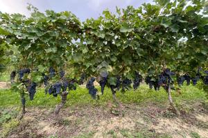 TER. AGRICOLO A CALAMANDRANA