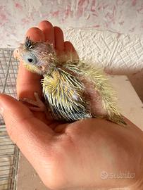 Pullo calopsite femmina perlata