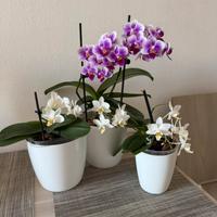 Tre mini orchidee