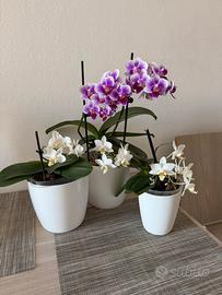 Tre mini orchidee